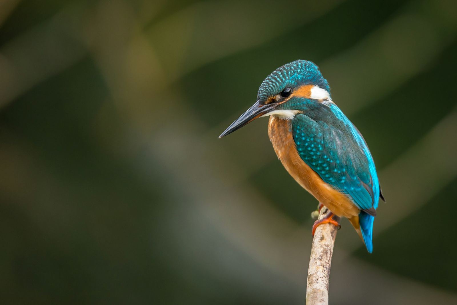 Common Kingfisher