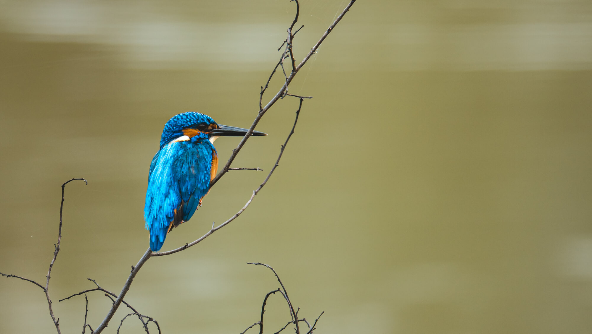 A common kingfisher perched on a thin branch against a soft out-of-focus background