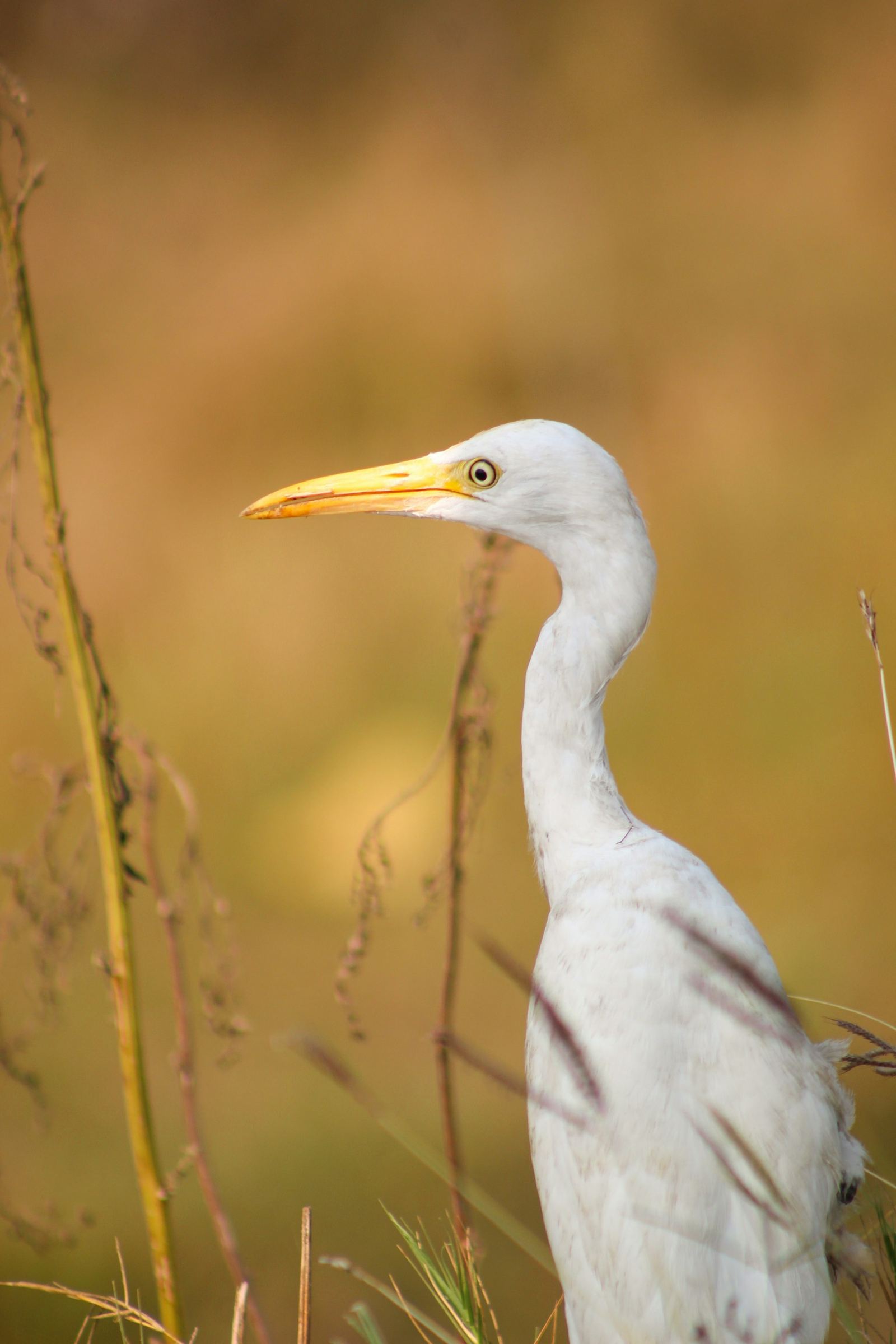 Egret in low strip light