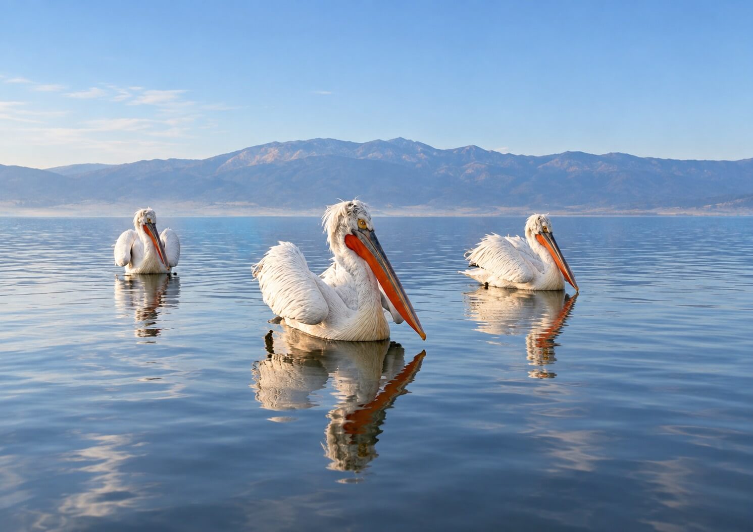 Lake Kerkini exploration