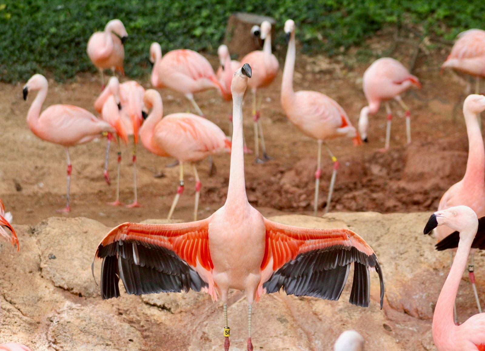 Greater Flamingo