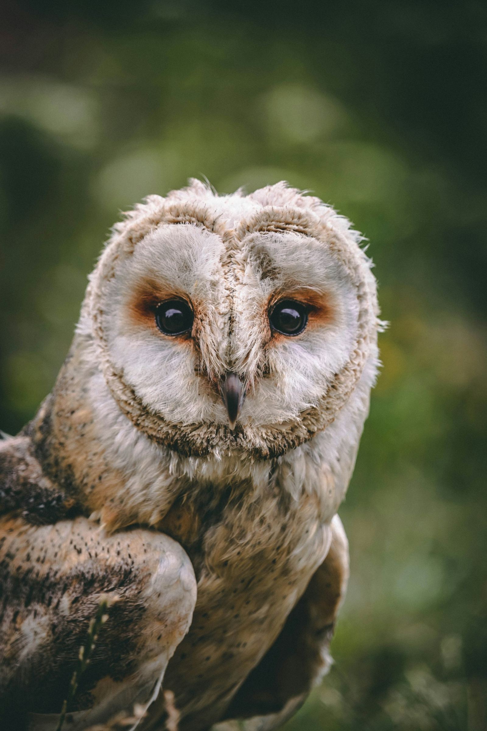 Barn Owl