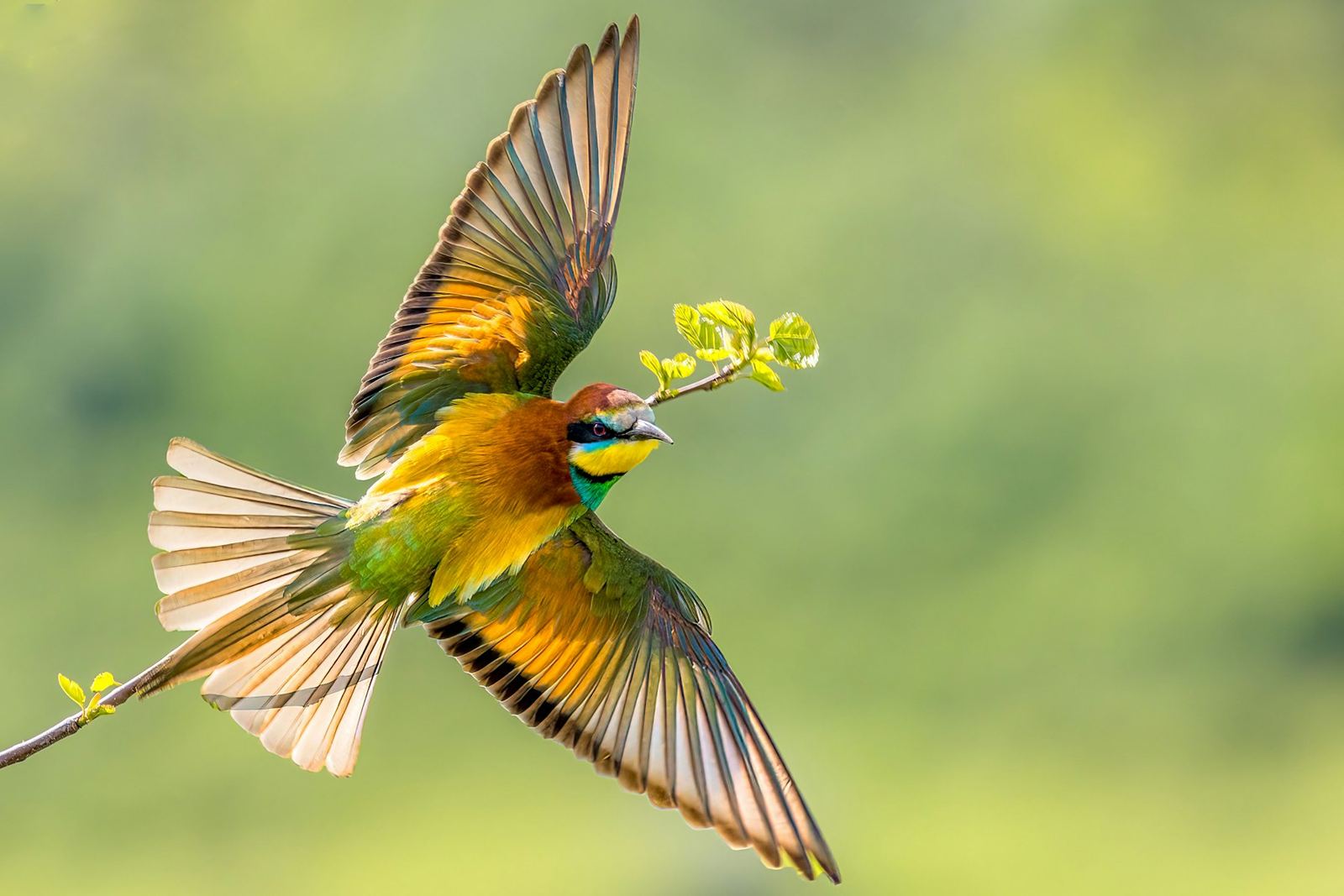 Bee-eater, Bulgaria