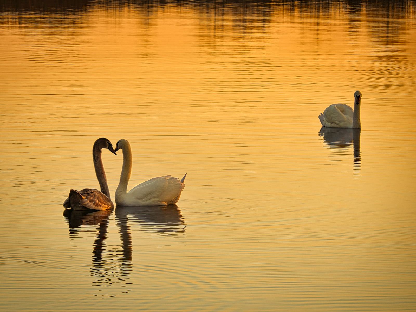 Swans on the water at first light