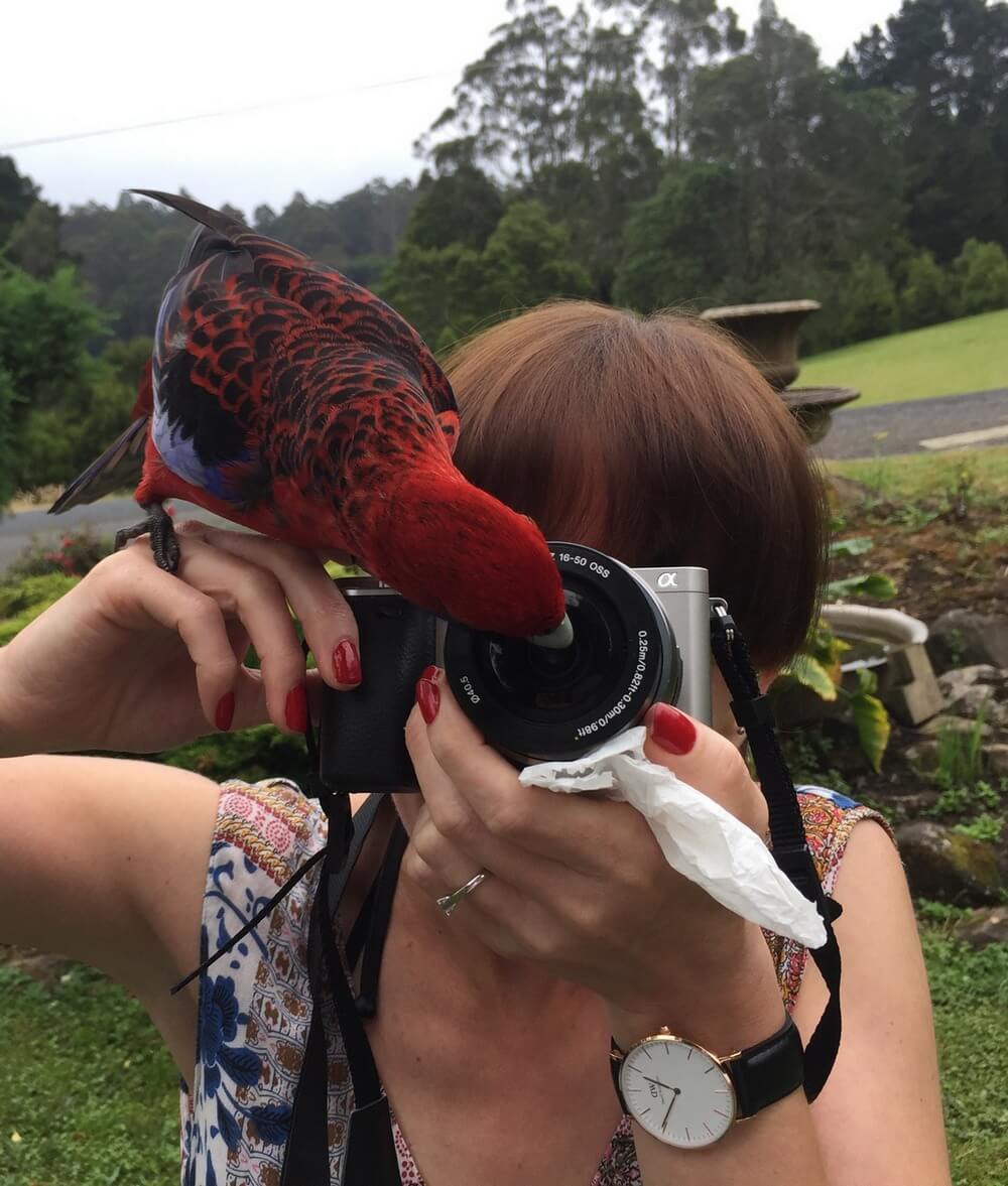 Nic photographing a crimson rosella
