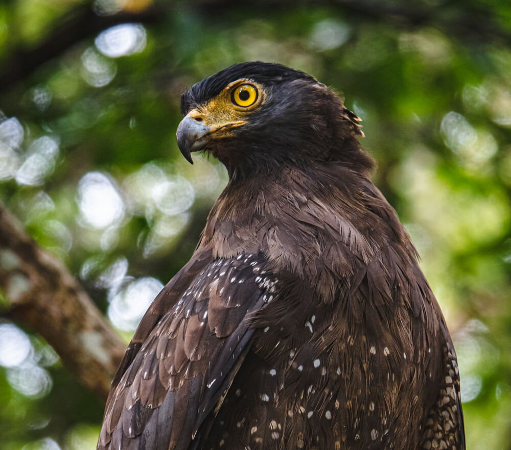 Crested Serpent Eagle